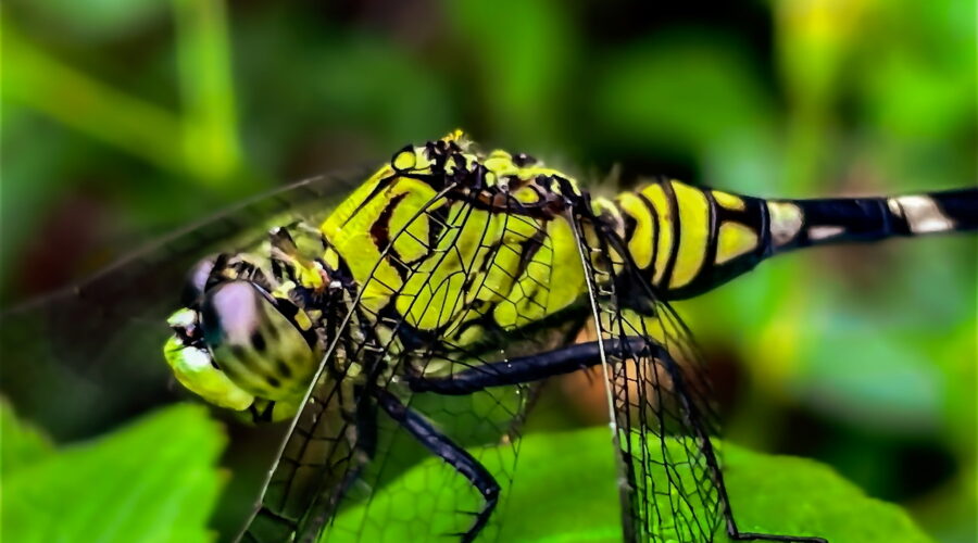 Dragonflies have to be quick in order to capture smaller flying insects in flight.
