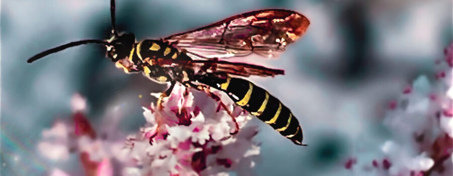 A little thynnid wasp is perched on top of a pretty cluster of white and pink tamarisk flowers.
