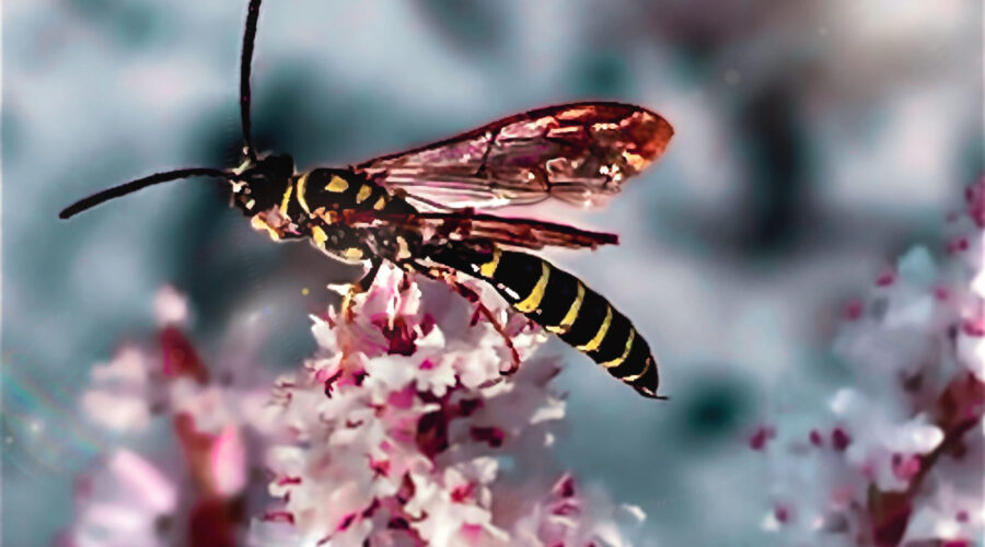 A little thynnid wasp is perched on top of a pretty cluster of white and pink tamarisk flowers.