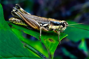 An Atlantic grasshopper sits on the leaf it was chewing on.