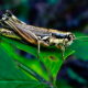 Atlantic Grasshoppers are Interesting Fall Insects
