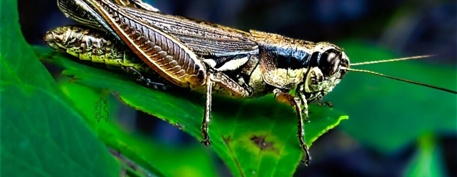 An Atlantic grasshopper sits on the leaf it was chewing on.