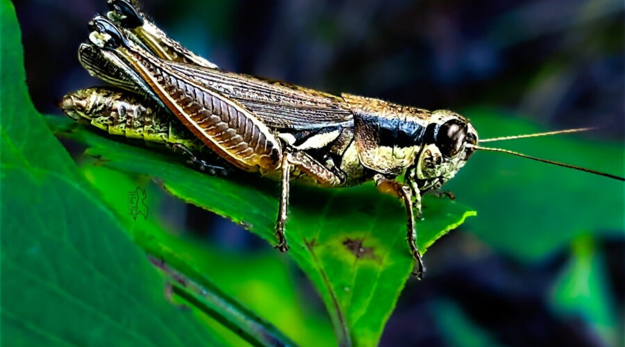 An Atlantic grasshopper sits on the leaf it was chewing on.
