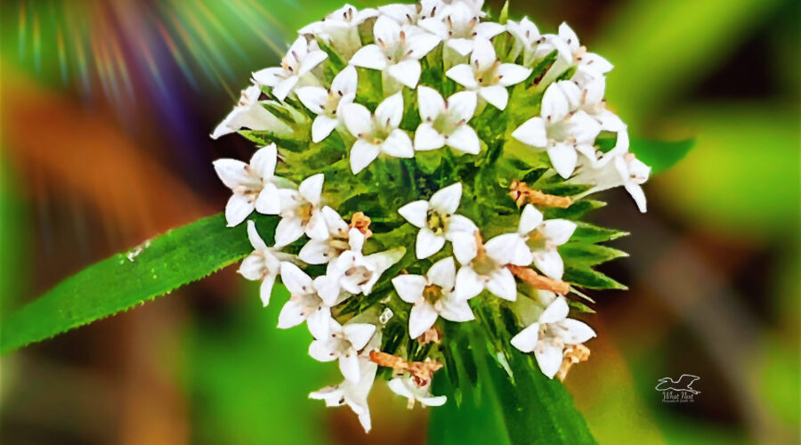 Tropical Gridlepod is also sometimes called white eye due to its round clusters of small white flowers.