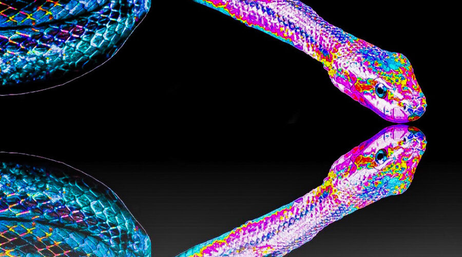 A colorful rendition of a rat snake is reflected on itself and reminds viewers that these are wonderful and beautiful snakes.