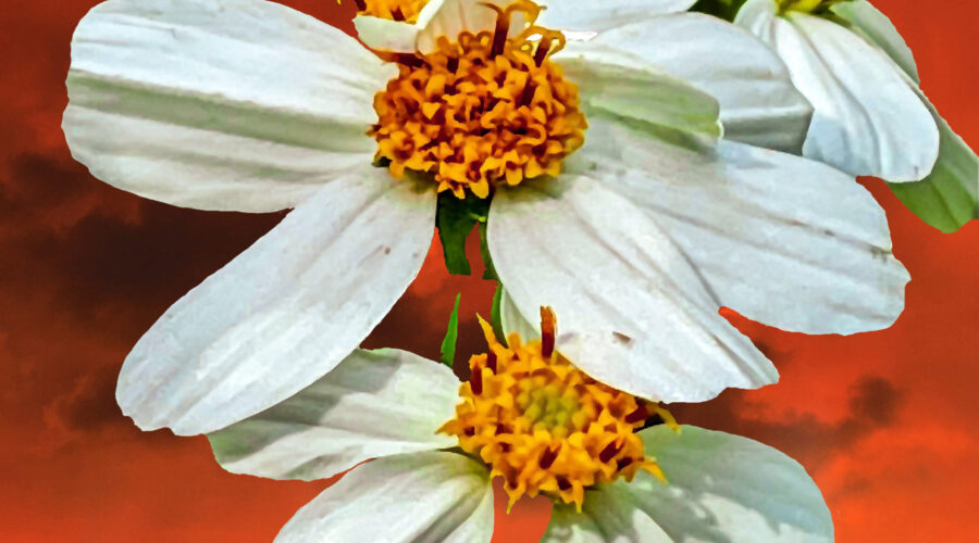 A group of wildflowers are seen outlined by a brilliant orange sunset and emphasizes some of the colors, shapes, and textures that can be found in nature.