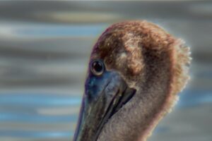 Brown pelicans like this guy are changing from their breeding plumage to their winter plumage in the early fall.