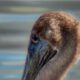 Brown Pelicans are Still Beautiful in the Fall