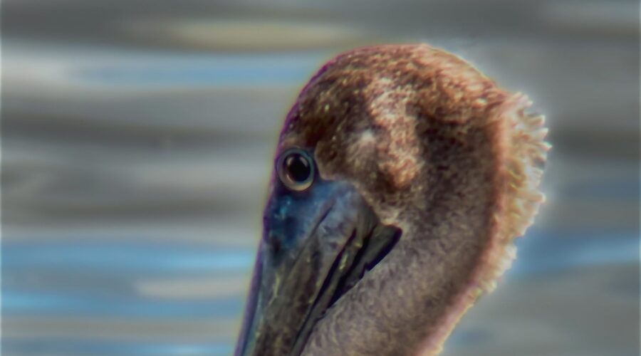 Brown pelicans like this guy are changing from their breeding plumage to their winter plumage in the early fall.