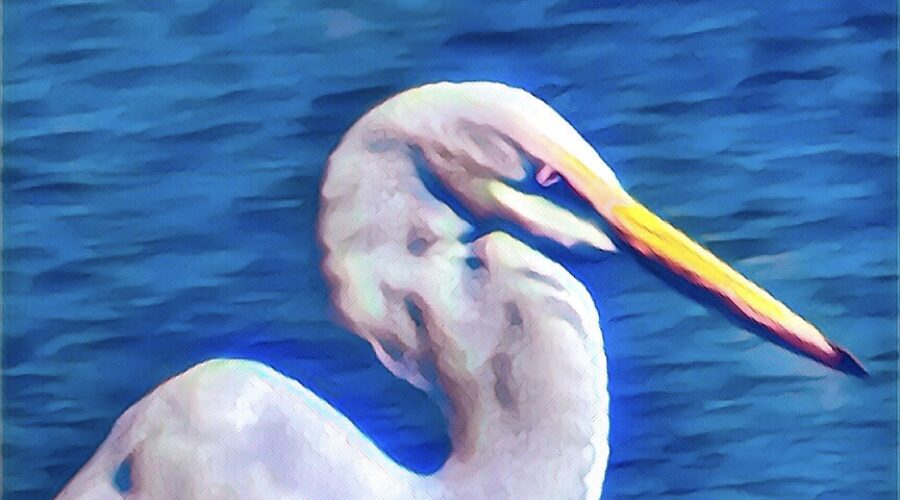 A great egret focuses intently as it watches for fish in the shallows near Cedar Key.