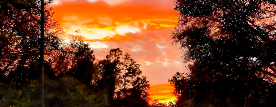 The evening sky is painting in shades of orange, yellow, and pink as the sun sets behind the sandhills forest.