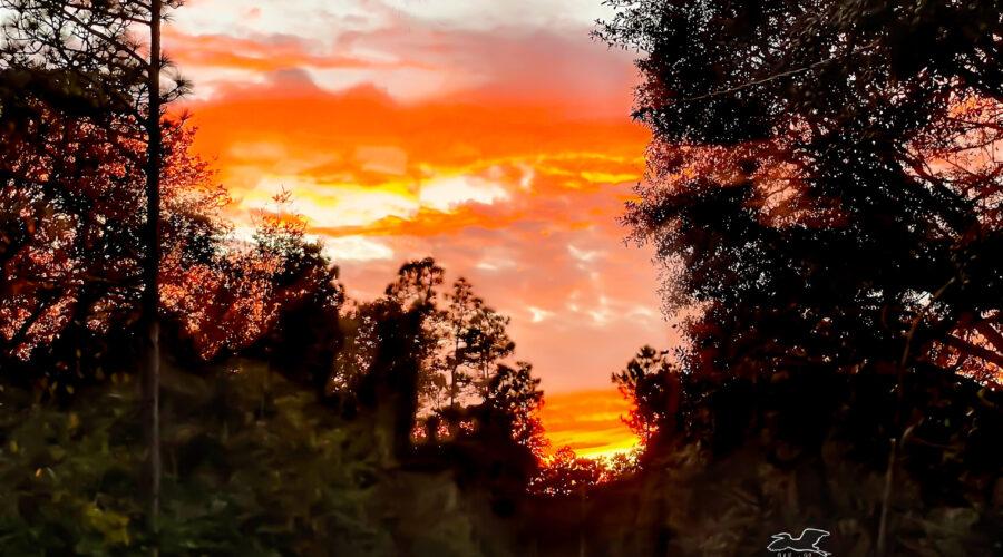 The evening sky is painting in shades of orange, yellow, and pink as the sun sets behind the sandhills forest.