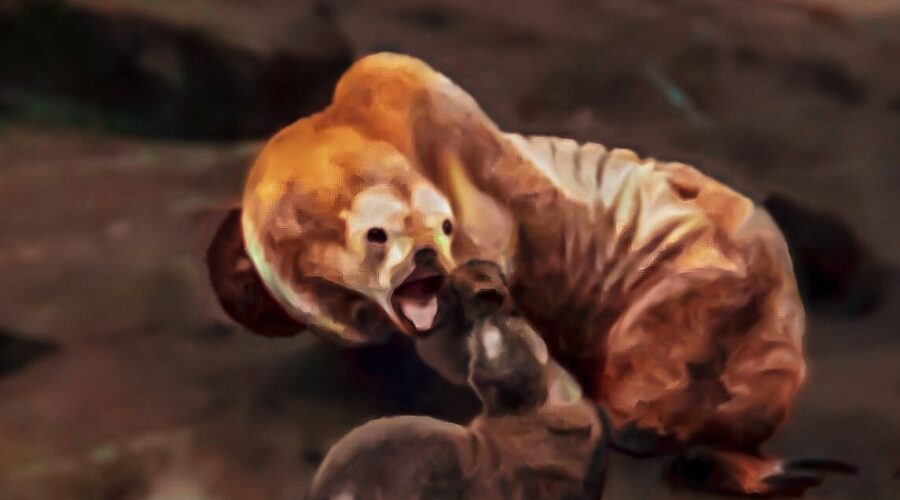 A young sea lion pesters one of his elders until the adult decides she’s had enough.