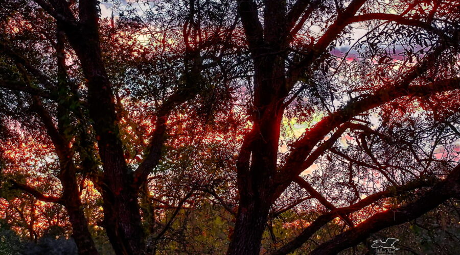 The colors in the clouds glow showing that this sunset is going to be a good one.