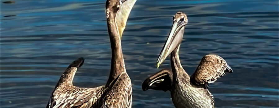 A pair of juvenile brown pelicans scuffle over a perch on the beach even though there is plenty of space.