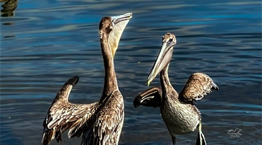 A pair of juvenile brown pelicans scuffle over a perch on the beach even though there is plenty of space.