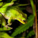 Just a Colorful Green Tree Frog in a Fern