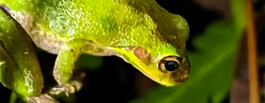 A little green tree frog is perched on the equally green leaves of a fern.