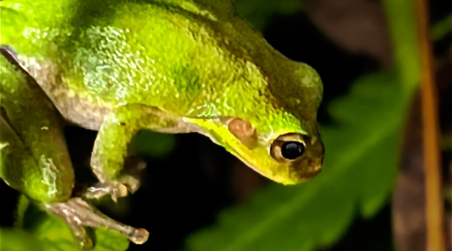 A little green tree frog is perched on the equally green leaves of a fern.