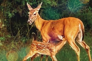 A young white tailed deer fawn nurses while it’s mother watches for danger.