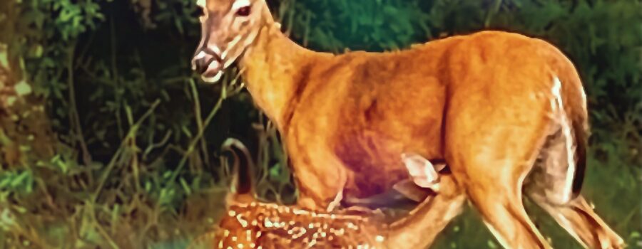 A young white tailed deer fawn nurses while it’s mother watches for danger.