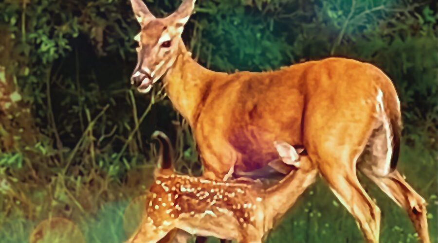 A young white tailed deer fawn nurses while it’s mother watches for danger.