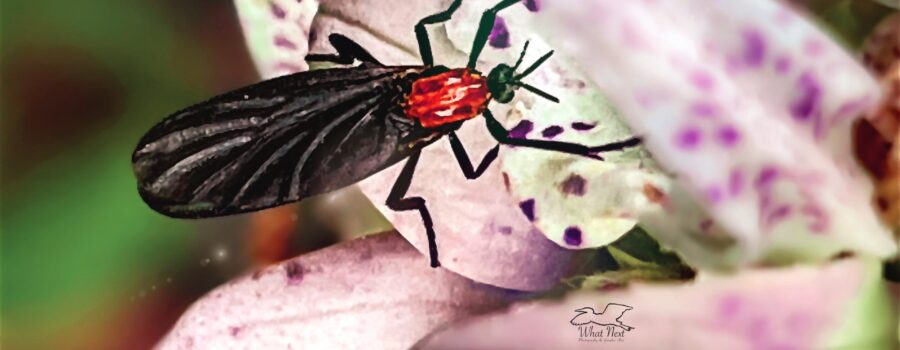 Lovebugs swarm in the fall and are considered minor pollinators, especially of smaller flowers like bee balm.