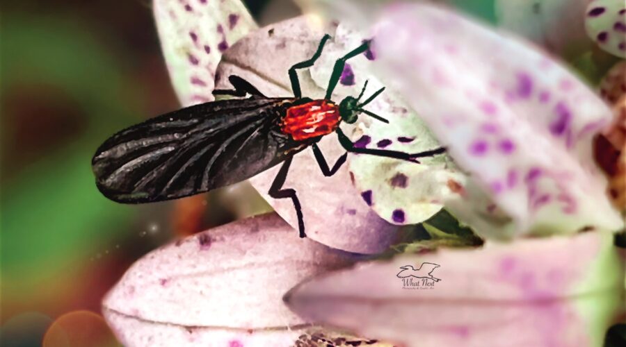 Lovebugs swarm in the fall and are considered minor pollinators, especially of smaller flowers like bee balm.