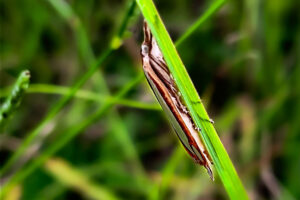 A small snout moth stays hidden in the grass during the day unless disturbed.