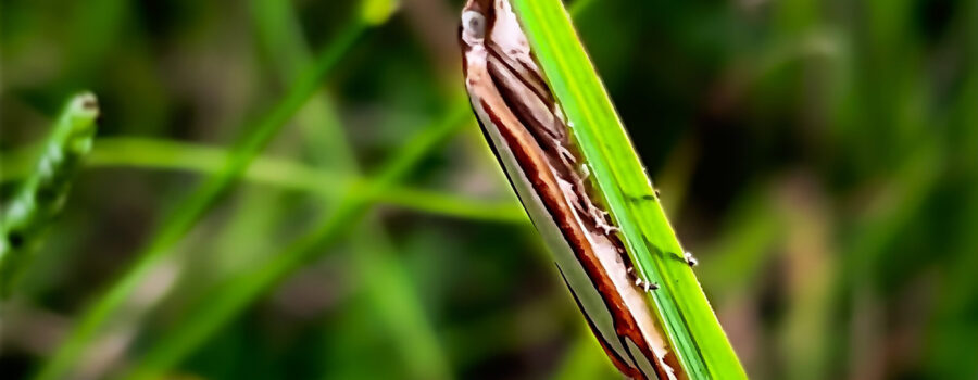 A small snout moth stays hidden in the grass during the day unless disturbed.