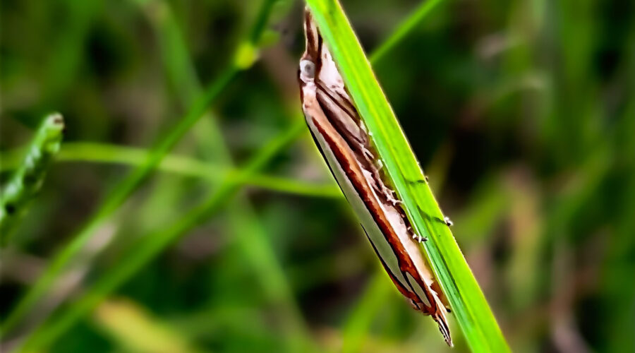 A small snout moth stays hidden in the grass during the day unless disturbed.