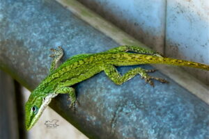 A beautiful green anole basks and relaxes in the sun on the structure of a gate.