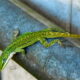 The Sun is Important to Green Anoles as the Fall Progresses