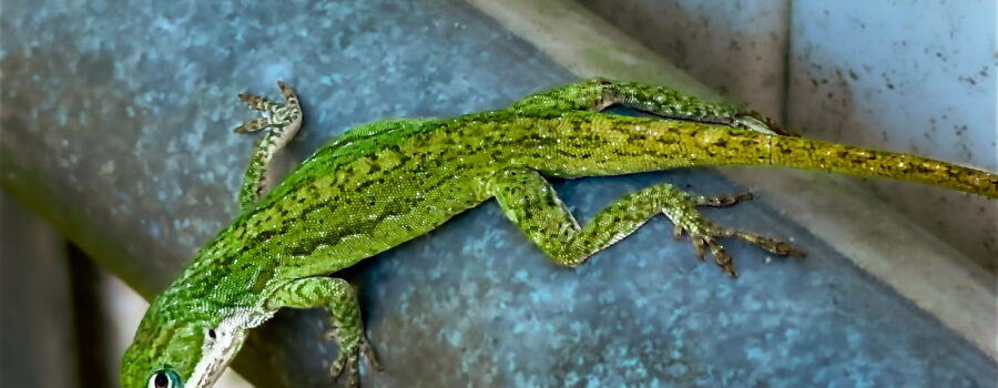 A beautiful green anole basks and relaxes in the sun on the structure of a gate.