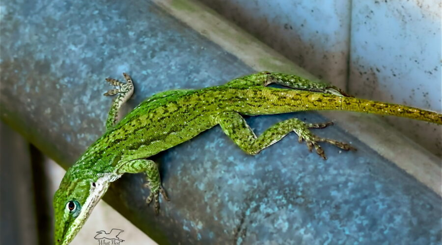 A beautiful green anole basks and relaxes in the sun on the structure of a gate.