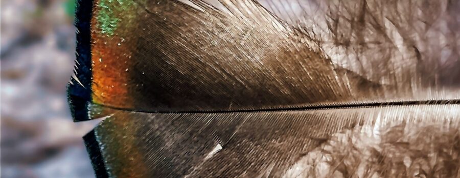 The tail feather from a Tom turkey’s breeding plumage shines beautifully in the sunlight.