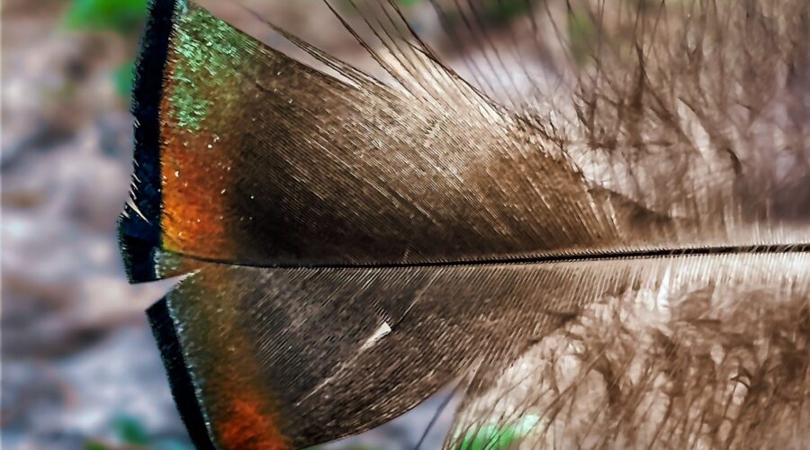 The tail feather from a Tom turkey’s breeding plumage shines beautifully in the sunlight.