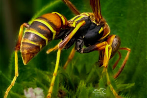 A beautiful little paper wasp zips around from flower to flower searching for nectar.