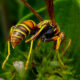 Paper Wasps are Beautiful and Very Interesting