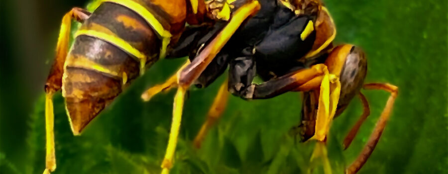 A beautiful little paper wasp zips around from flower to flower searching for nectar.