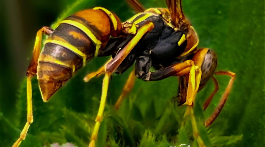 A beautiful little paper wasp zips around from flower to flower searching for nectar.