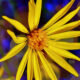 Camphorweed Flowers are One of Our Most Vibrant Fall Wildflowers