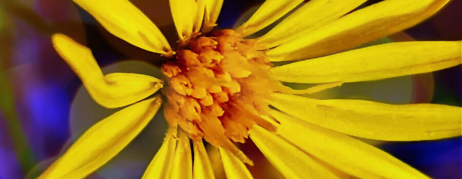 A bright yellow camphorweed flower, with it yellowish orange center reminds one of a sunburst went observed closely.