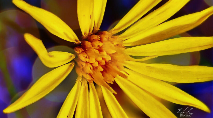 A bright yellow camphorweed flower, with it yellowish orange center reminds one of a sunburst went observed closely.