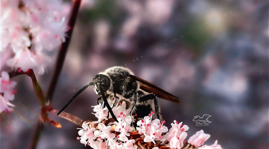 In the fall most of our insect pollinators are feeding heavily in order to prepare for winter.