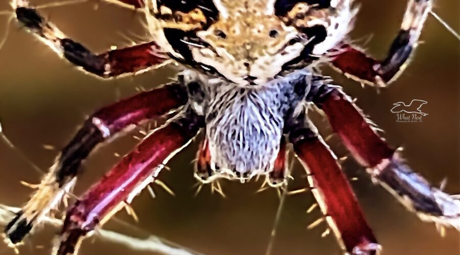 Spotted orb weavers are quite colorful and usually have an interesting pattern on the tops of their abdomens. This individual’s spots had coalesced into an interesting looking cross.