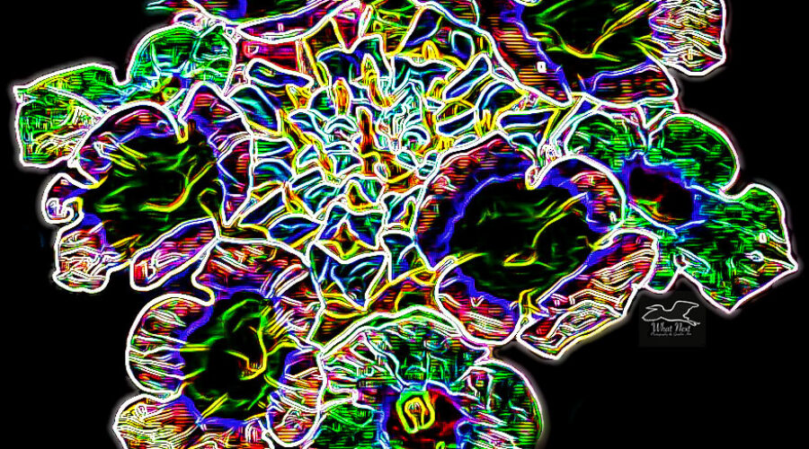 A cluster of Lantana flowers has been drawn using brightly colored edges and patterns.