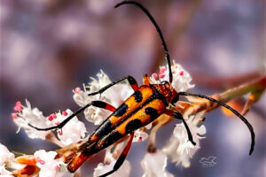 Slender flower longhorn beetles are yet another pollinator that enjoys the fall tamarisk flowers.