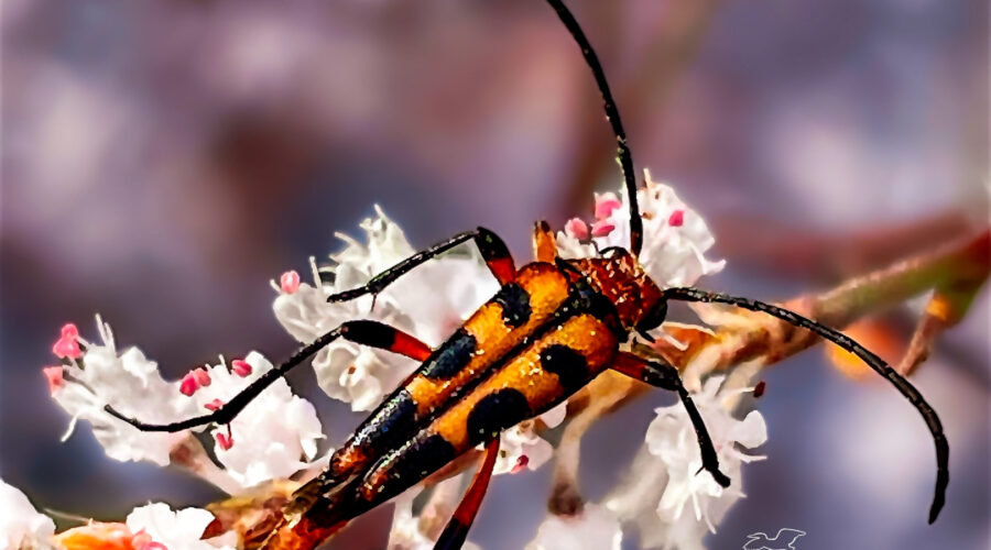 Slender flower longhorn beetles are yet another pollinator that enjoys the fall tamarisk flowers.