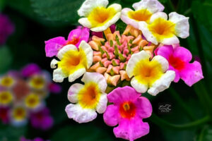 The bright colors of these lantana flowers stands out against the dark green of the plant leaves.